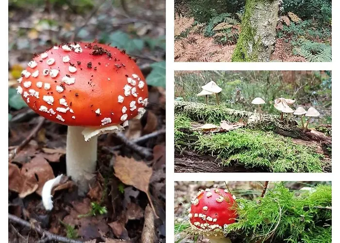 Elisa Zuid Limburg Holiday home Simpelveld