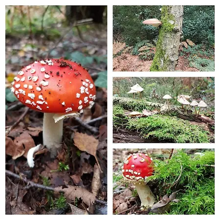 Elisa Zuid Limburg Сasa de vacaciones Simpelveld